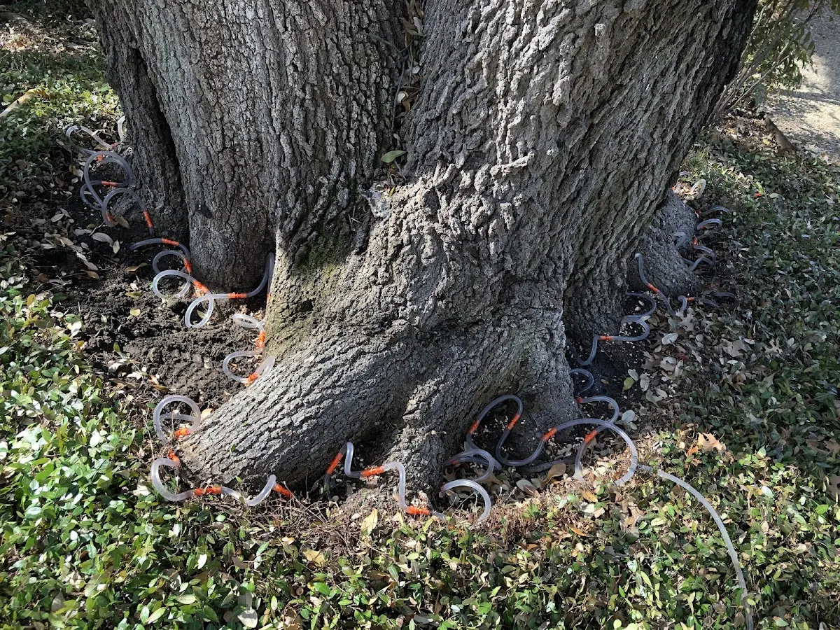 Detailed Tree Cabling and Bracing job site in New Braunfels