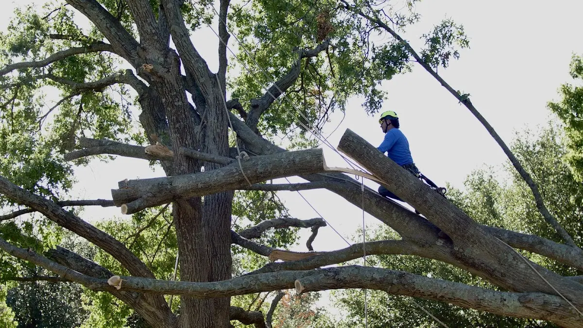 Professional Hazardous Tree Removal performed by certified arborists in New Braunfels