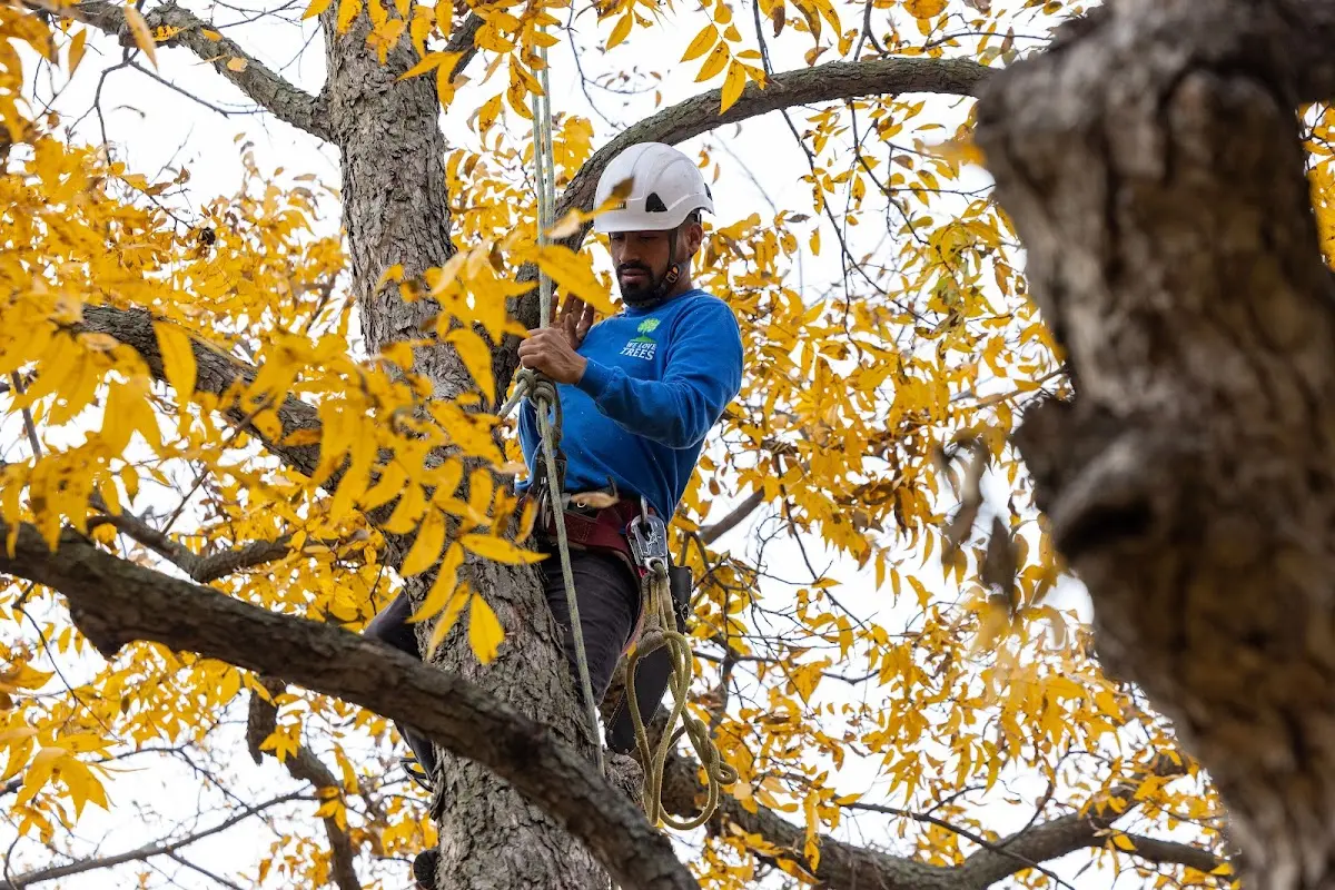 Skilled Tree Pruning crew working in New Braunfels